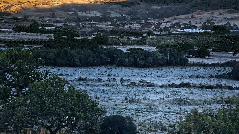 Campos em São Joaquim (SC) amanheceram cobertos de geada