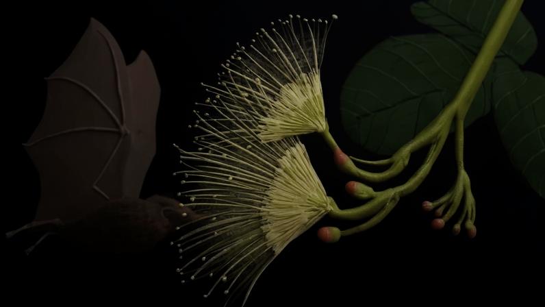 Ilustração mostra morcego marrom voando próximo a flores brancas com longos estames, cercadas por folhas verdes e marrons sobre fundo azul escuro.