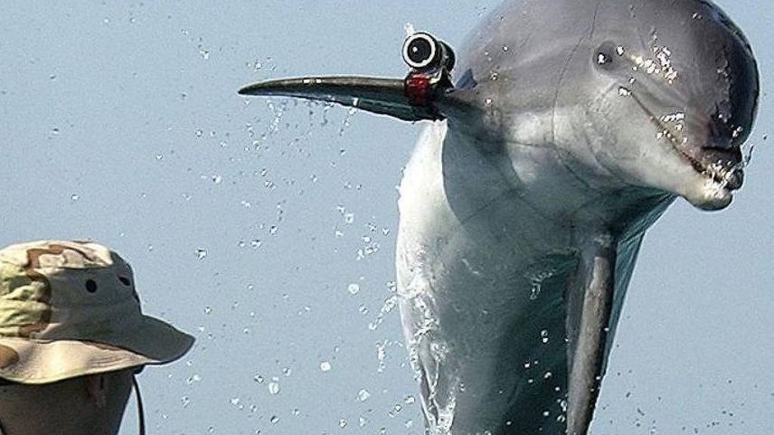 Crescem as suspeitas de que o Irã poderá usar golfinhos adestrados para atacar navios dos Estados Unidos no Golfo Pérsico