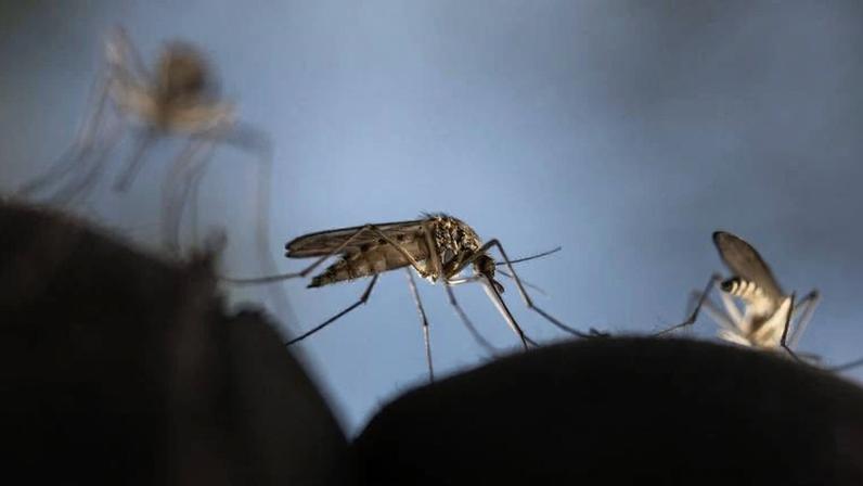 Mosquito em destaque pousado sobre superfície escura, com outros mosquitos desfocados ao fundo. Fundo azul claro desfocado.