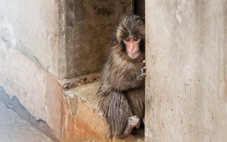 Macaco Punch no Zoológico Municipal de Ichikawa, no Japão