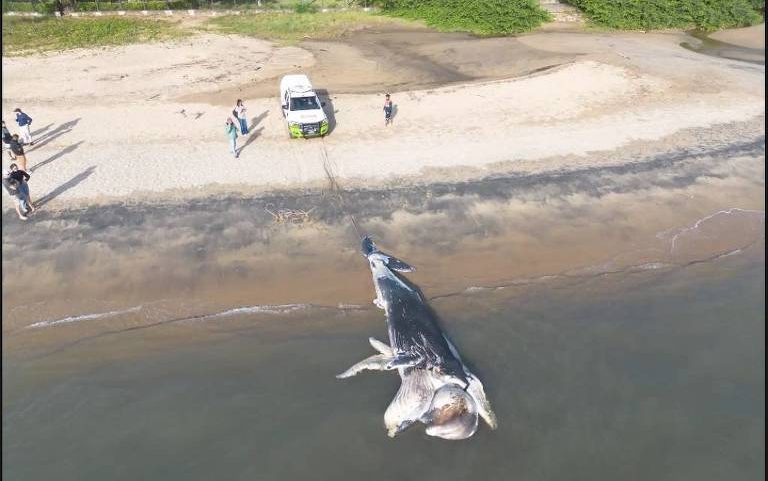 Carcaça de baleia jubarte, encontrada morta no canal de Ilhabela, é rebocada para praia