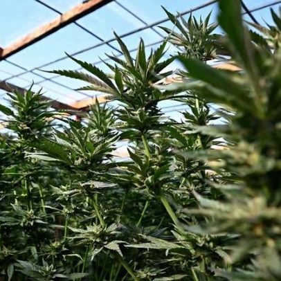 Anvisa simplifica prescrição de cannabis e autoriza exportação