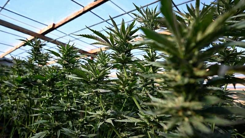 Plantas de maconha em cultivo no condado de San Bernardino, Newberry Sprin, Califórnia (EUA)