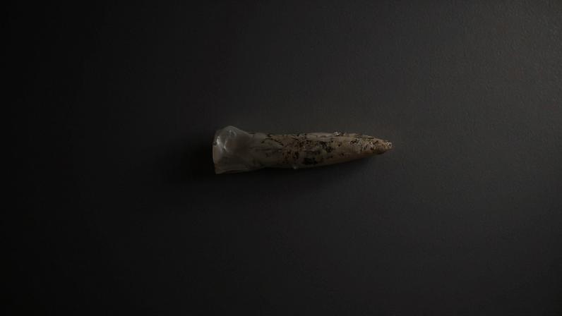 Objeto pontiagudo de cor clara com manchas escuras, posicionado entre duas réguas para indicar tamanho. A régua maior mostra que o objeto mede cerca de 3 centímetros.