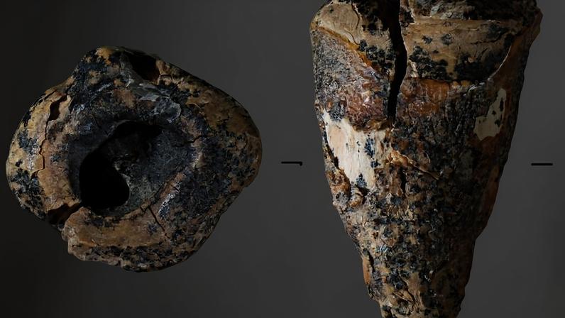 Diferentes ângulos do dente de cerca de 59 mil anos encontrado em uma caverna na Sibéria