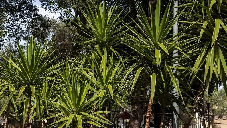 Yuccas são plantas resistentes e fáceis de cuidar