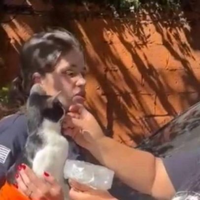 Gata prenha desaparecida após explosão no Jaguaré é reencontrada entre escombros