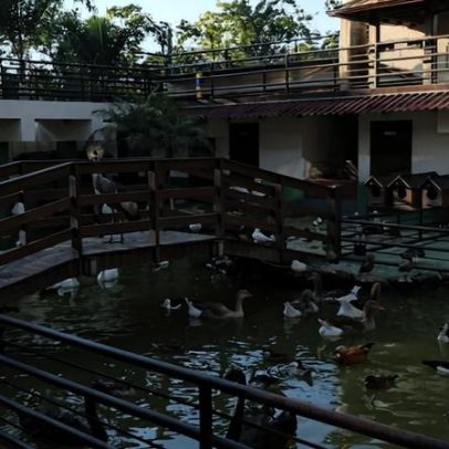 Operação desmantela tráfico e resgata 160 animais em rancho de MG