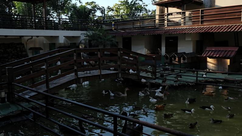 Rancho em Ribeirão das Neves (MG) onde 160 animais foram resgatados