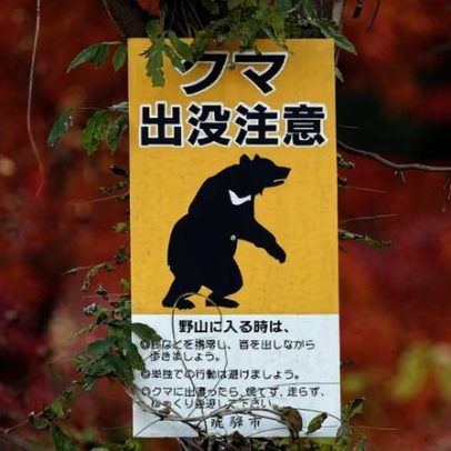 Japão registra mais de 14 mil ursos abatidos em um ano após ataques