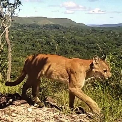Menina de 8 anos é atacada por onça-parda em trilha na Chapada dos Veadeiros