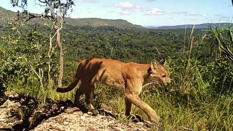 Onça-parda registrada na região da Chapada dos Veadeiros, em Alto Paraíso de Goiás, onde uma menina de 8 anos foi atacada durante trilha em reserva particular