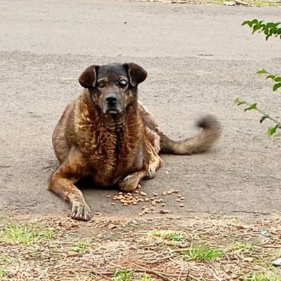 Cachorra desaparecida é encontrada presa dentro de parede no Paraná