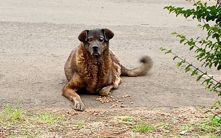 A cachorra Pandora, encontrada dentro de parede em Guarapuava (PR)