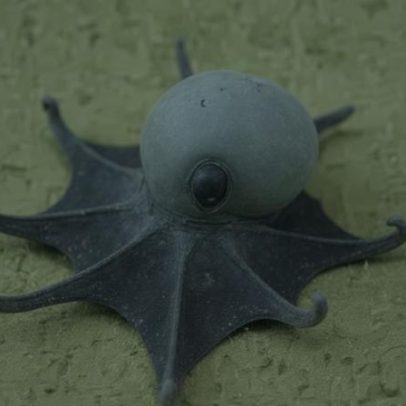 Nova espécie de polvo é descoberta em Galápagos