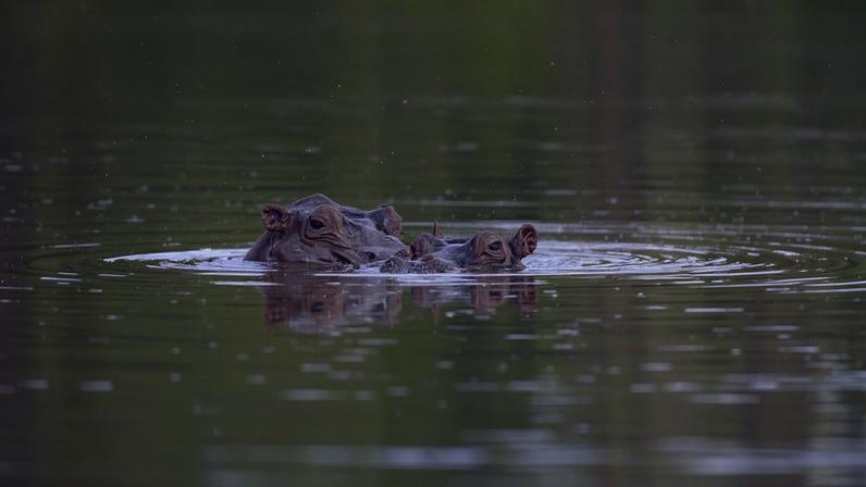 Hipopótamos em liberdade em um lago em Doradal, Colômbia
