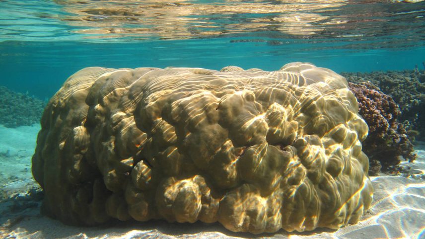 Coral 'Porites lutea' na ilha da Reunião, no oceano Índico; espécie foi usada no estudo