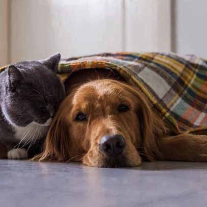 São Paulo lança campanha para arrecadar roupas e cobertores para pets