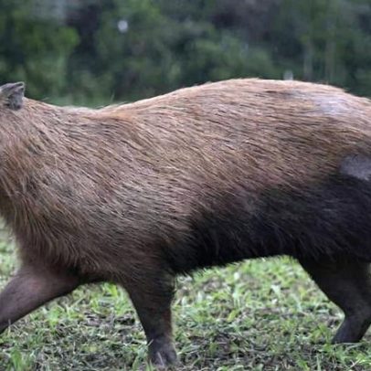 Capivara espancada no Rio é devolvida à natureza após tratamento