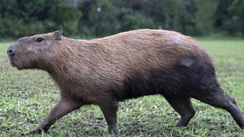 Capivara espancada na Ilha do Governador, na zona norte do Rio, é devolvida à natureza nesta quarta-feira (20) após quase dois meses de tratamento veterinário