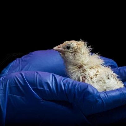 Empresa cria pintinhos em ovo artificial em plano para ressuscitar ave gigante