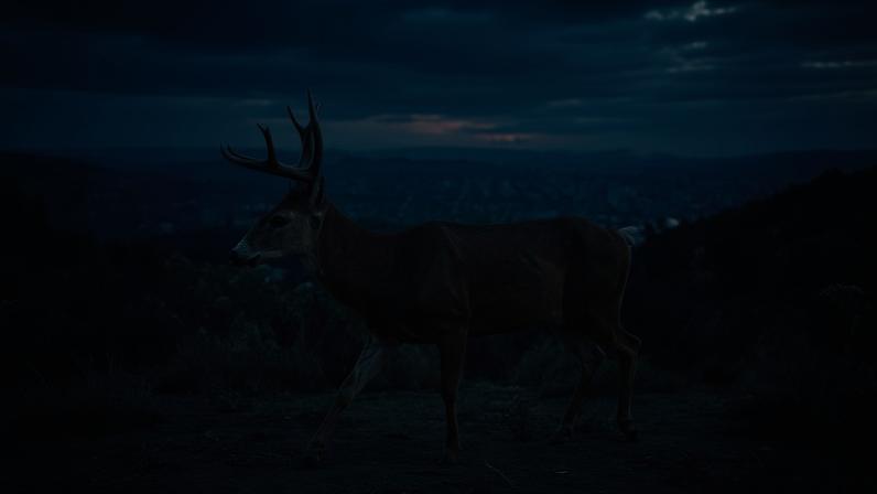 Um veado-mula registrado por uma câmera enquanto caminhava por uma trilha de animais nas montanhas Verdugo, em Glendale, Califórnia. Espécie foi uma das analisadas em novo estudo sobre o impacto da presença humana na vida selvagem