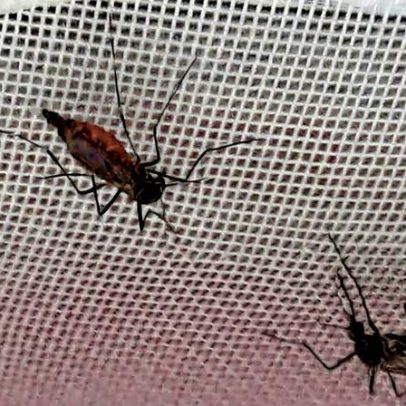 Mosquitos Aedes aegypti aprendem a gostar de repelente em experimento