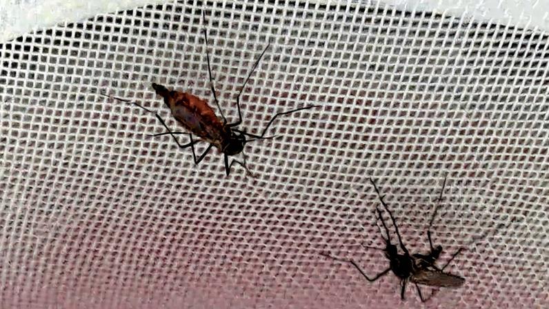 Fêmeas de Aedes aegypti treinadas preferiram a mão do pesquisador coberta de repelente
