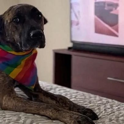 Cadela abandonada de filme com Selton Mello vence Palma Canina em Cannes