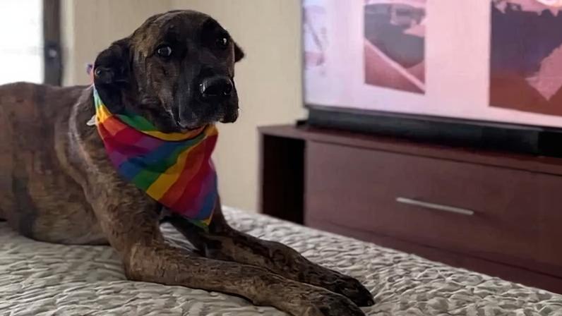 Yuri é uma das estrelas do filme chileno 'La Perra' e foi premiada com a Palm Dog, mas não pode ir ao Festival de Cannes