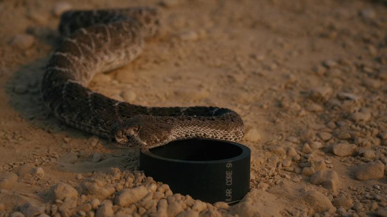 Personagem morre picado por cascavel em 'Euphoria'
