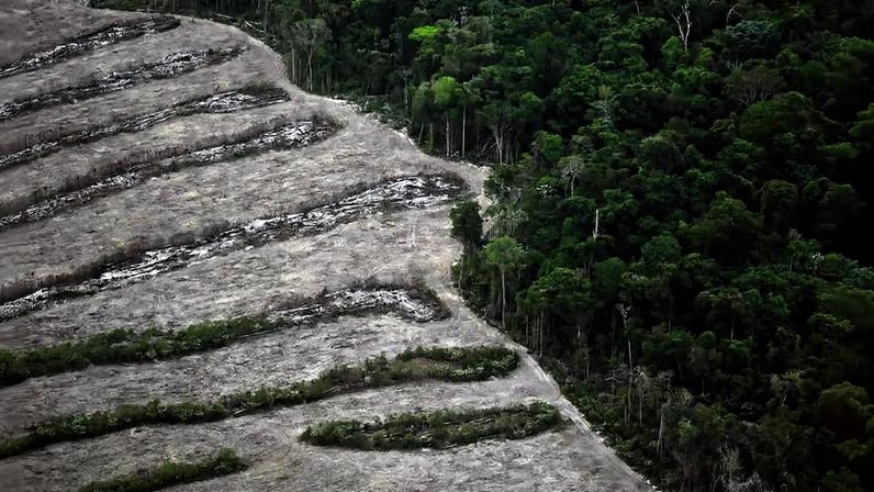 Área de floresta tropical densa à direita contrasta com terreno à esquerda onde árvores foram removidas em faixas largas e irregulares, evidenciando desmatamento.