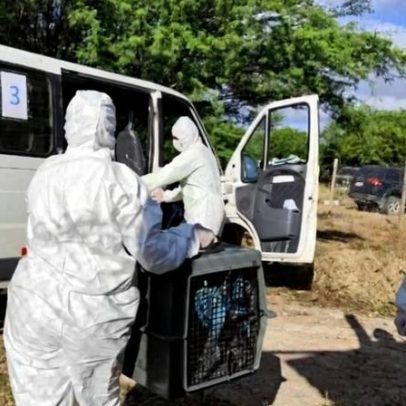Operação resgata 69 ararinhas-azuis no sertão baiano para isolar vírus