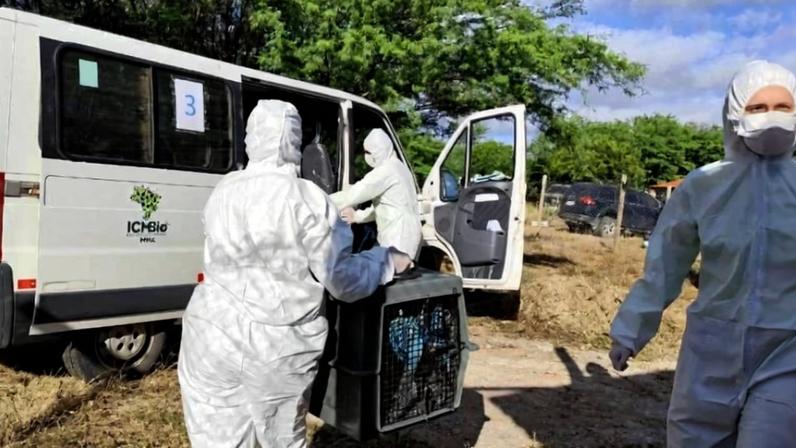 Equipe transporta gaiola com casal de ararinhas-azuis retiradas de criadouro em Curaçá (BA) durante operação nesta quarta; aves foram transferidas para universidade em Petrolina (PE)