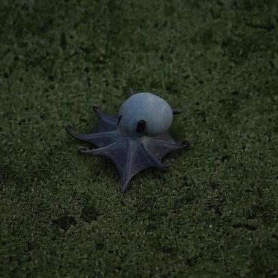 Nova espécie de polvo é descoberta no fundo do mar em Galápagos