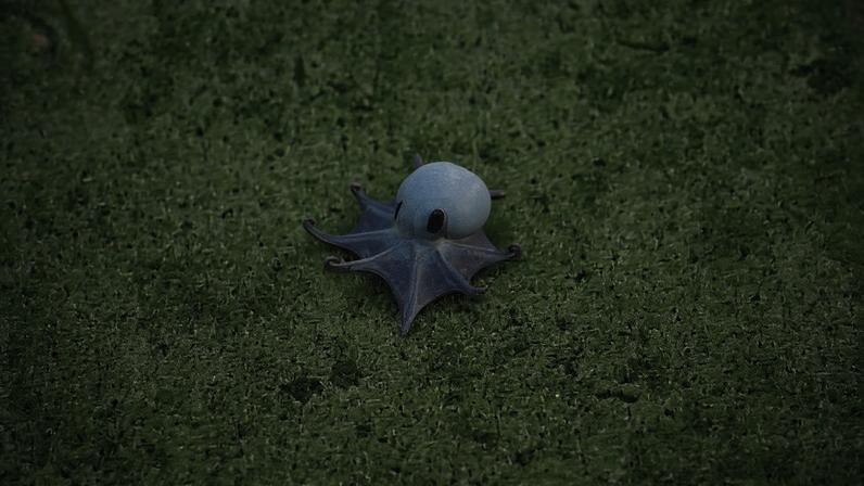O minúsculo polvo Microeledone galapagensis