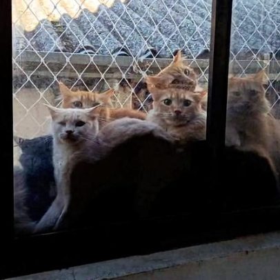 Prefeitura de Concórdia confirma mais de 400 gatos encontrados em apartamento