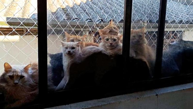 Gatos encontrados em apartamento em Concórdia (SC); prefeitura diz que quantidade de animais passa de 400