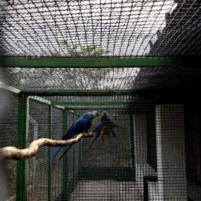 Saga da ararinha-azul recebe novo capítulo na caatinga