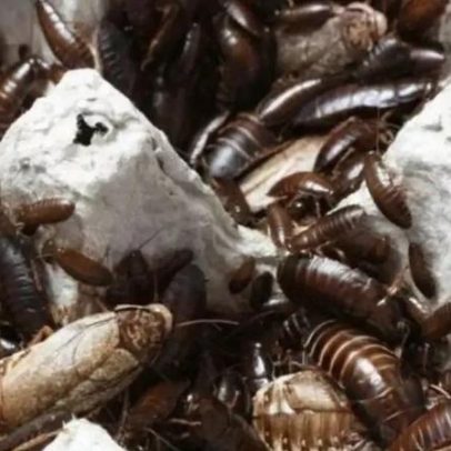 Repelentes naturais para baratas: limpar o piso pode ajudar