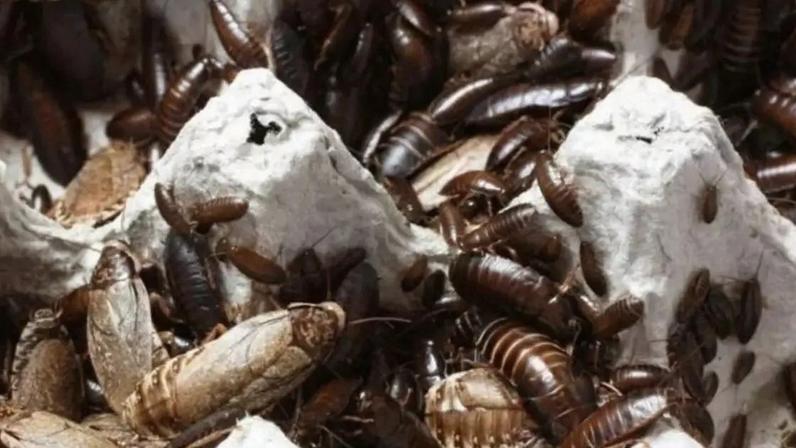 Repelentes naturais para baratas: limpar o piso pode ajudar