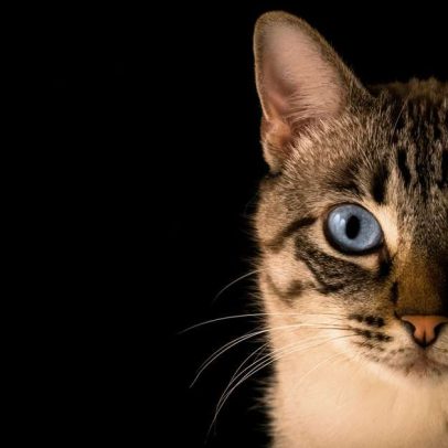 Minoxidil pode ser tóxico para gatos: alerta sobre uso humano