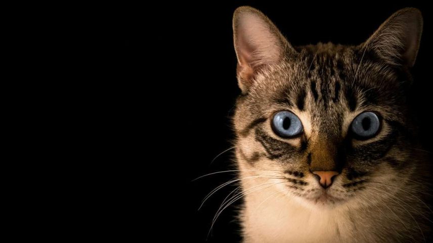 Gato com olhos azuis