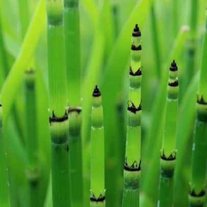 Bambu une simbolismo ancestral a atributos estudados pela ciência