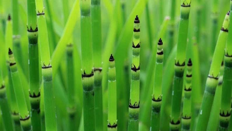 Bambu une simbolismo ancestral a atributos estudados pela ciência