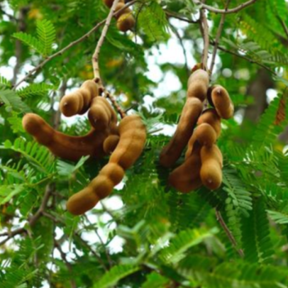 Árvore tropical e frutífera de fácil cultivo pode crescer em quintais