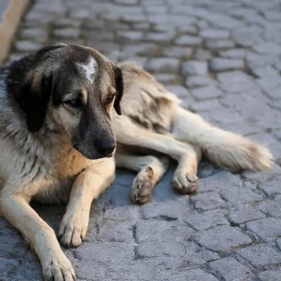 Campanha para aquecer animais de rua durante o frio