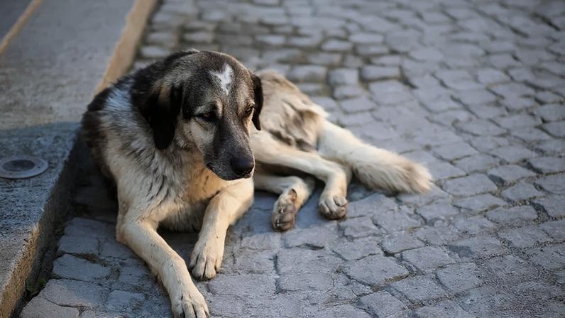 Juntos contra o frio: ajude a aquecer os animais de rua