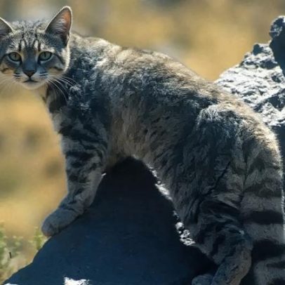 Fantasma dos Andes, felino raro, é avistado pelo terceiro ano consecutivo